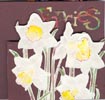 Narcissus_Front1T