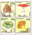 mushroom60